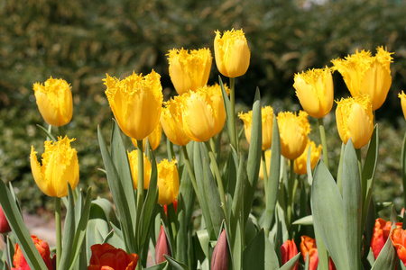 郁金香 tulip的名词复数 