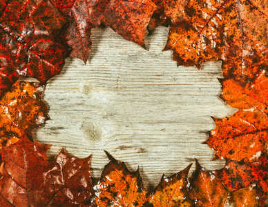 秋天的叶子在一个木制的背景上