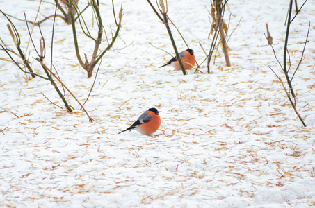 冬天雪地上灰的几只鲜红的小鸟图片