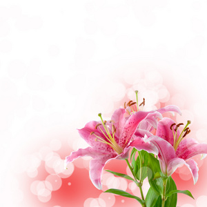 美丽的粉红色百合花
