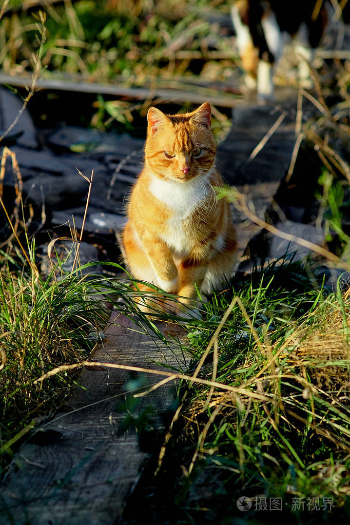 村里的野猫