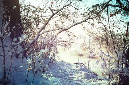 在冬季的风景雪域林。好的圣诞背景