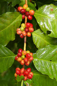 一棵树上成熟的咖啡豆