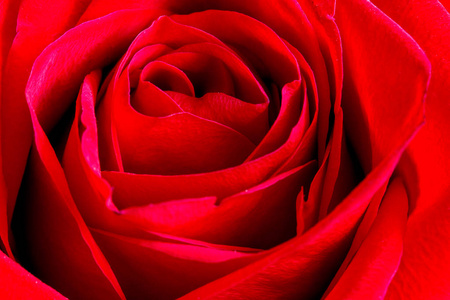大红玫瑰花特写照片
