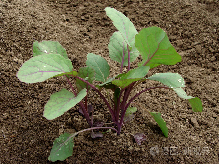 紫甘蓝幼苗