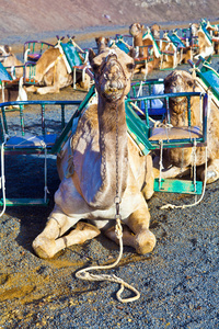 兰萨罗特国家公园里的骆驼