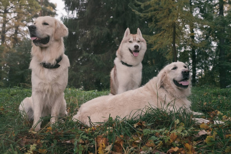 三只狗西伯利亚哈士奇犬和金毛寻回犬正坐在公园休息的秋天