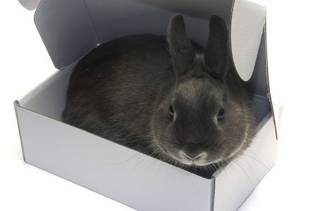 盒子里的兔子画像