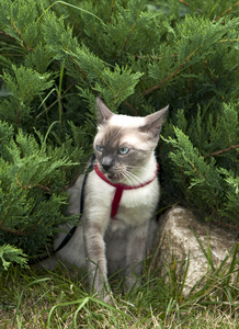 在自然环境中拍摄的猫特写照片图片