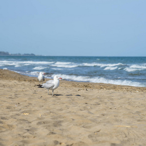 地中海沿岸的海鸥