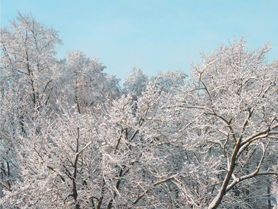 晴朗的天空和树木在雪地里