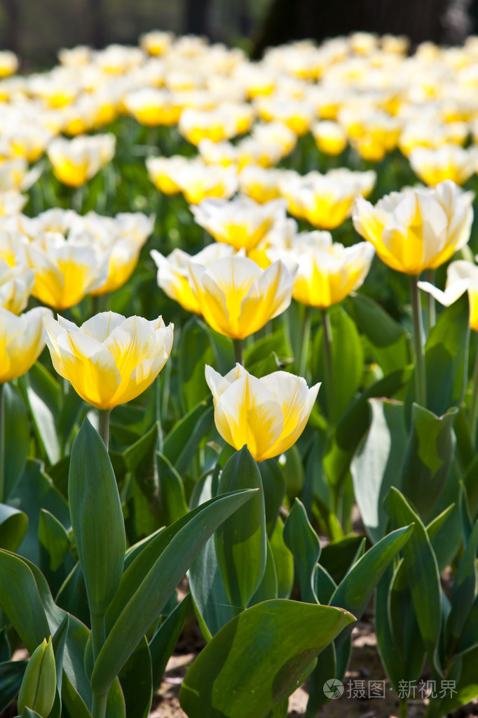 郁金香花丛品种