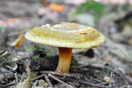 paxillus involutus 菇