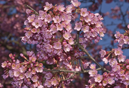 伦敦樱花树