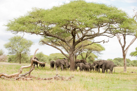 非洲大象的家庭 科学名字 属非洲或 坦 在 Swaheli 在树荫下在塔兰吉雷国家公园, 坦桑尼亚