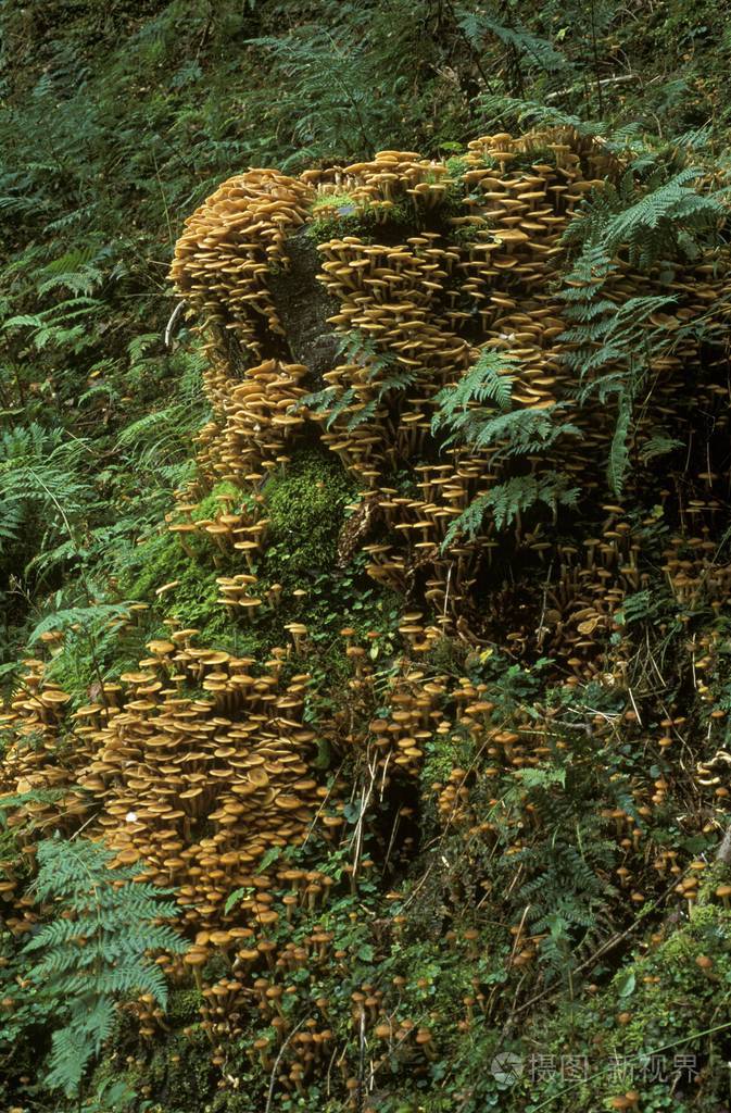 蜜菇蜜环菌德国照片-正版商用图片02lwxi-摄图新视界