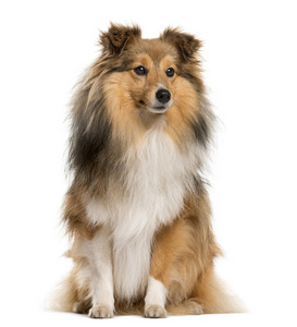 坐在白色背景前的设得兰群岛牧羊犬木块在老式的书上写的字山魈