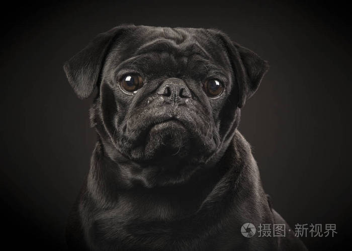 在黑色背景上的黑色的哈巴狗的肖像