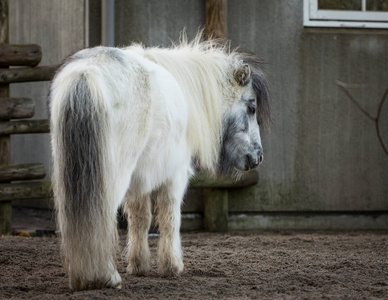 设得兰的小马站立睡觉照片