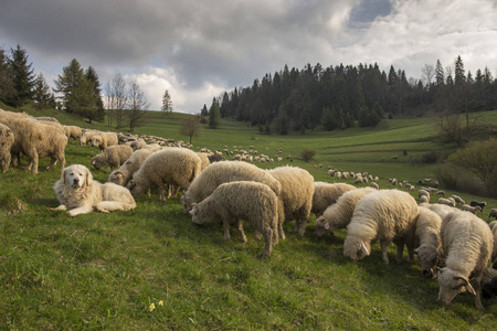 Pieniny 山脉波兰喀尔巴阡山