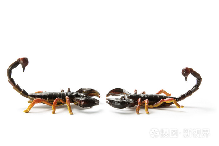 蝎子( scorpion的名词复数 )