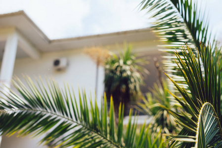 暑假里白色模糊别墅背景与棕榈树，老式的夏天