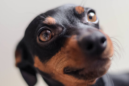 侏儒猎犬看着眼睛。狗的画像