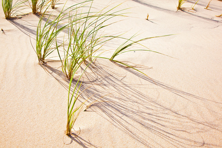 风吹沙风吹草,沙丘照片