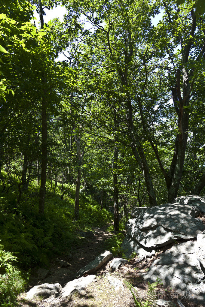 密林中美丽的蕨类植物