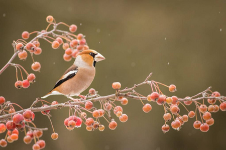 霍芬奇coccothraustes cocothraustes