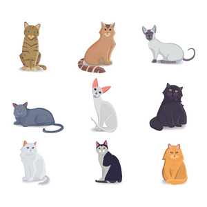 集合的不同品种的猫。向量在白色背景上孤立的猫。家庭动物或宠物。范妮小猫脸