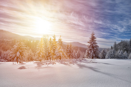 宏伟的白色云杉, 阳光照耀。风景如画和华丽的冬日景象