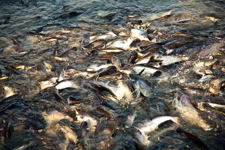 养殖的鲶鱼图片