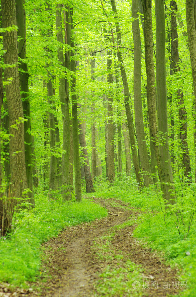 森林丛林森林似的一丛一片