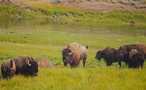 美国野牛水牛在黄石国家公园