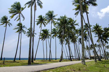 美丽的传统村庄位于丁加奴州 Malaysia.surrounded 的性质 海滩和蓝色天空背景