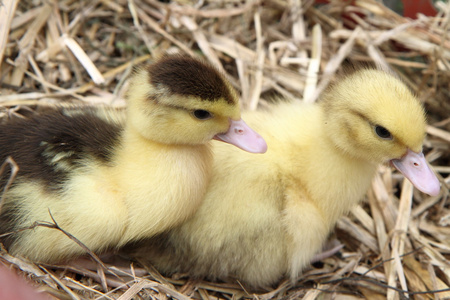 小鸭,幼鸭( duckling的名词复数 ) 丑小鸭(初似平庸后来出众的人或