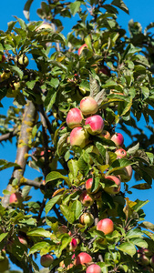 成熟苹果在树分支在庭院里, Siurana, 加泰罗尼亚, 西班牙。在蓝色背景上隔离