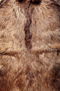 野猪的皮毛纹理，野生动物，关闭
