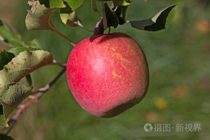 苹果树分支与一个成熟苹果红色苹果在一个分支在10月下旬