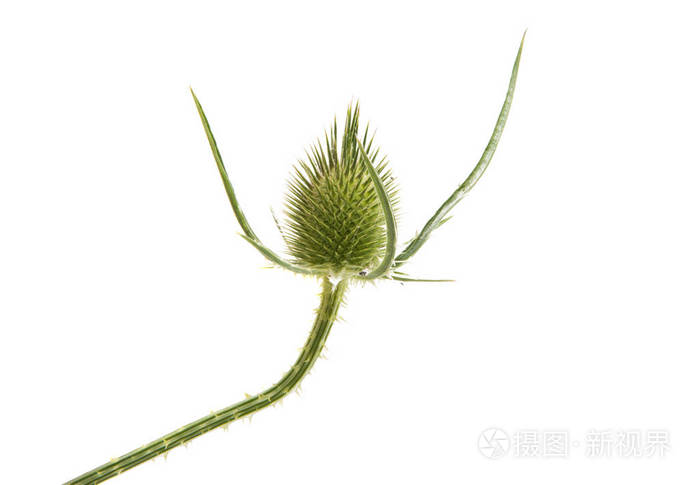 牛蒡花分离照片 正版商用图片02mf06 摄图新视界 牛蒡花分离照片 正版商用图片02mf06 摄图新视界