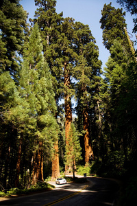 著名的大红杉树矗立在红杉国家公园