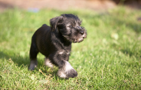 绿草 Mittelschnauzer 小狗