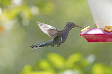 紫罗兰 Sabrewing 蜂鸟飞行