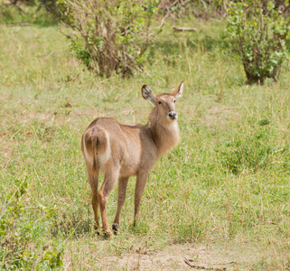 femalewaterbuck 科学名称 古 ellipsiprymnus, 或 库 在 Swaheli 在野生动物园