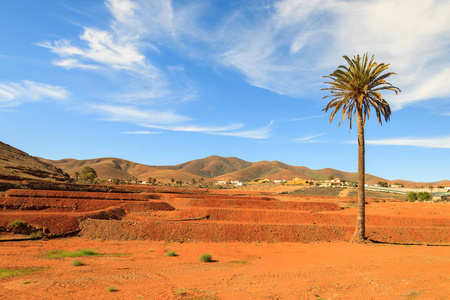 西班牙加那利群岛岛 Tiscamanita 村附近的棕榈树和红色土壤农田