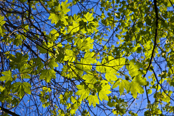 在密集的光树的叶子