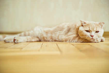 苏格兰折叠猫躺在家中的地板上