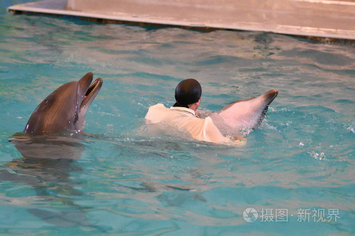 海豚和海豚训练师