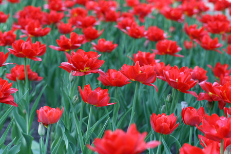 郁金香 tulip的名词复数 